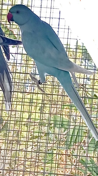 Para cedência ring necks 2025