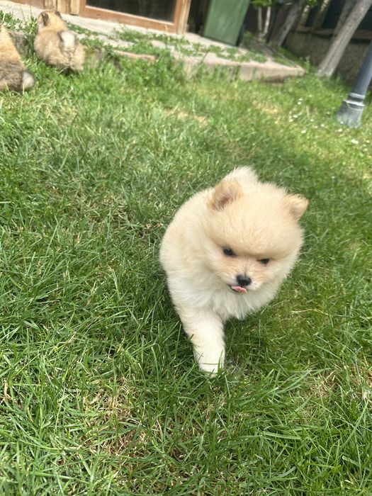 Чарівні малюки померанського шпіца, міні, готові до переїзду