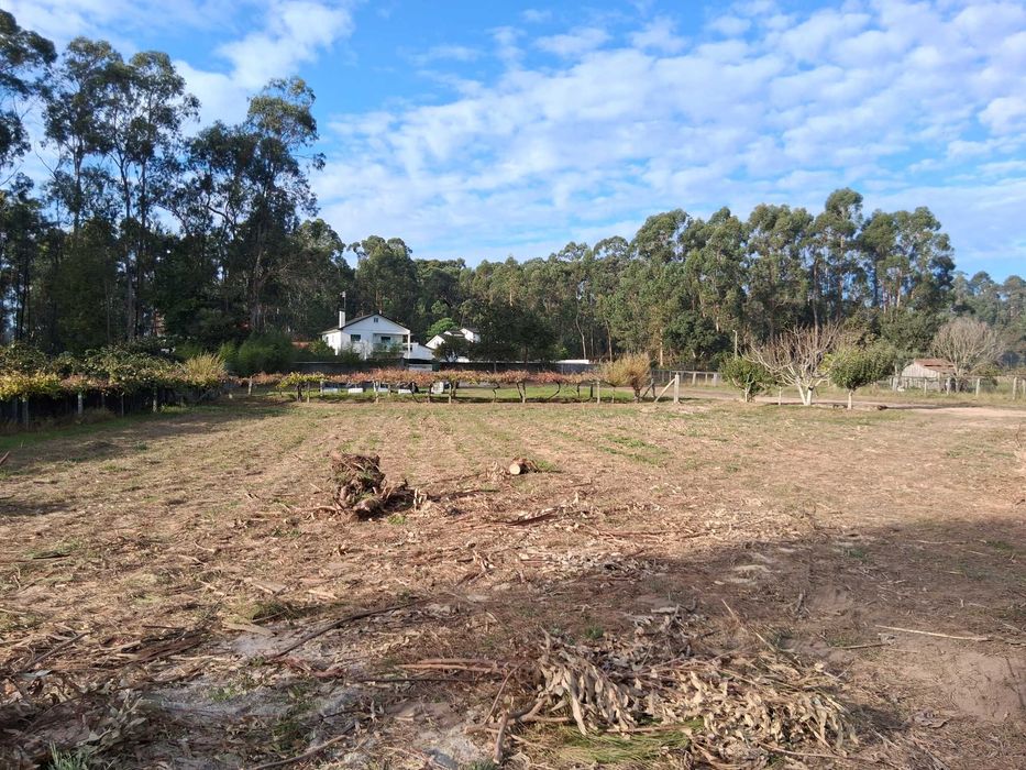 Aluguer de terreno agrícola com apoio empresarial.