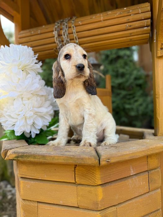 Cocker spaniel angielski sunia rodowód