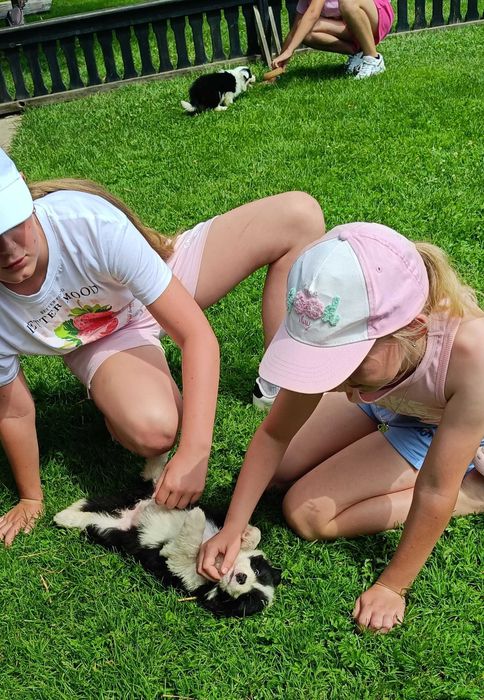 Border collie z meteyka Fci