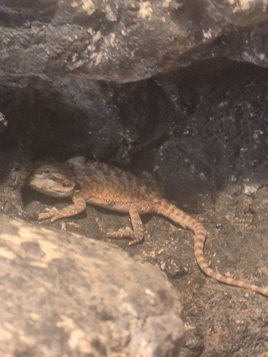 Agama brodata Kolor    Kraków