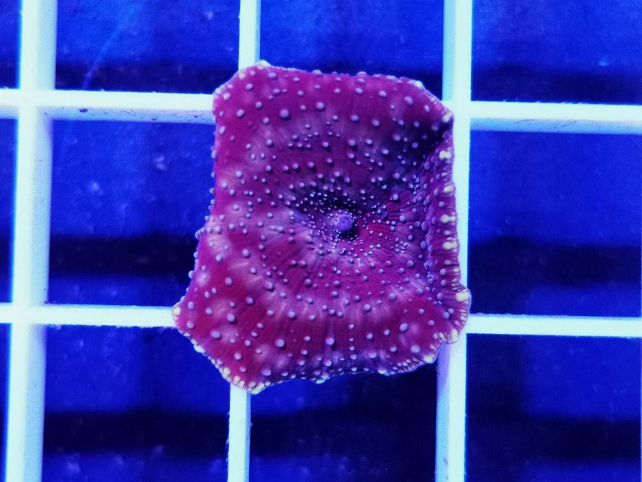 Discosoma purple green spotted, akwarium morskie, koralowce miękkie