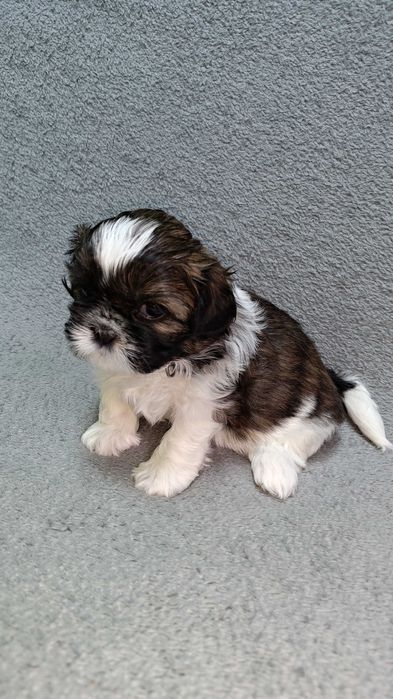 Szczeniaczek shih tzu