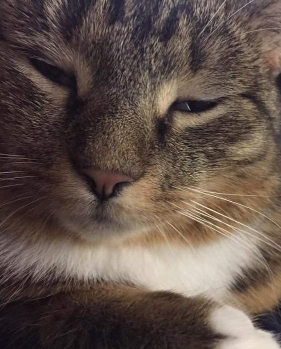 Пропала кошка, Хорошево