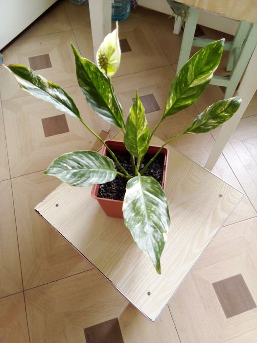 Цветок Спатифилиум