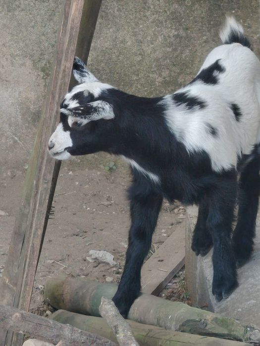 Cabrito com 1 mês