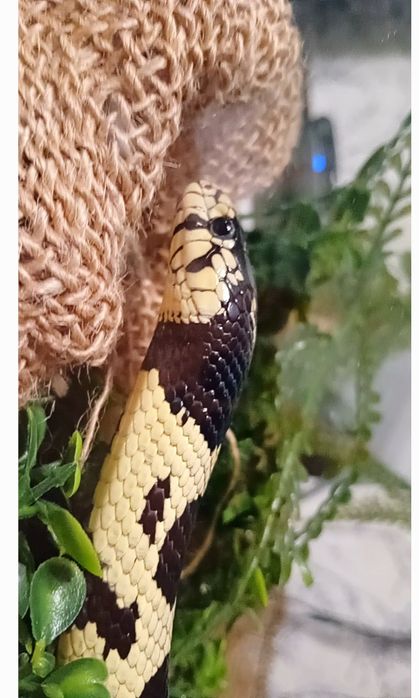 Terarium wąż hybryda zbożowy