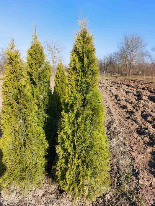 Продам тую  Смарагд