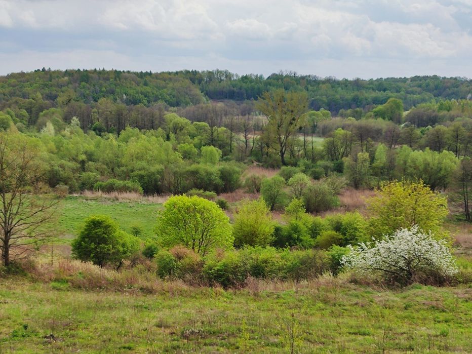 Oddam za darmo małe drzewa i krzaki na zrębek