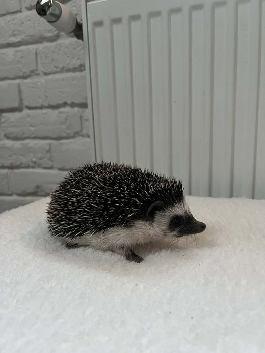 Jeż pigmejski samiec,samica 8 tyg.,odrobaczone, oswojone,ks zdrowia