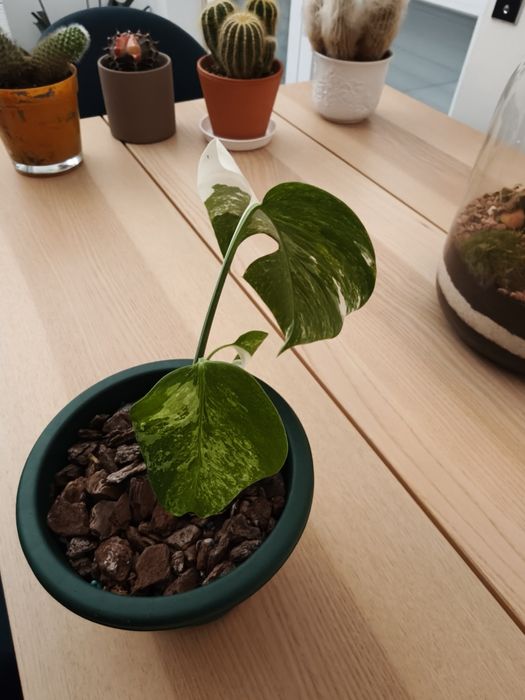 Monstera deliciosa albo variegata.
