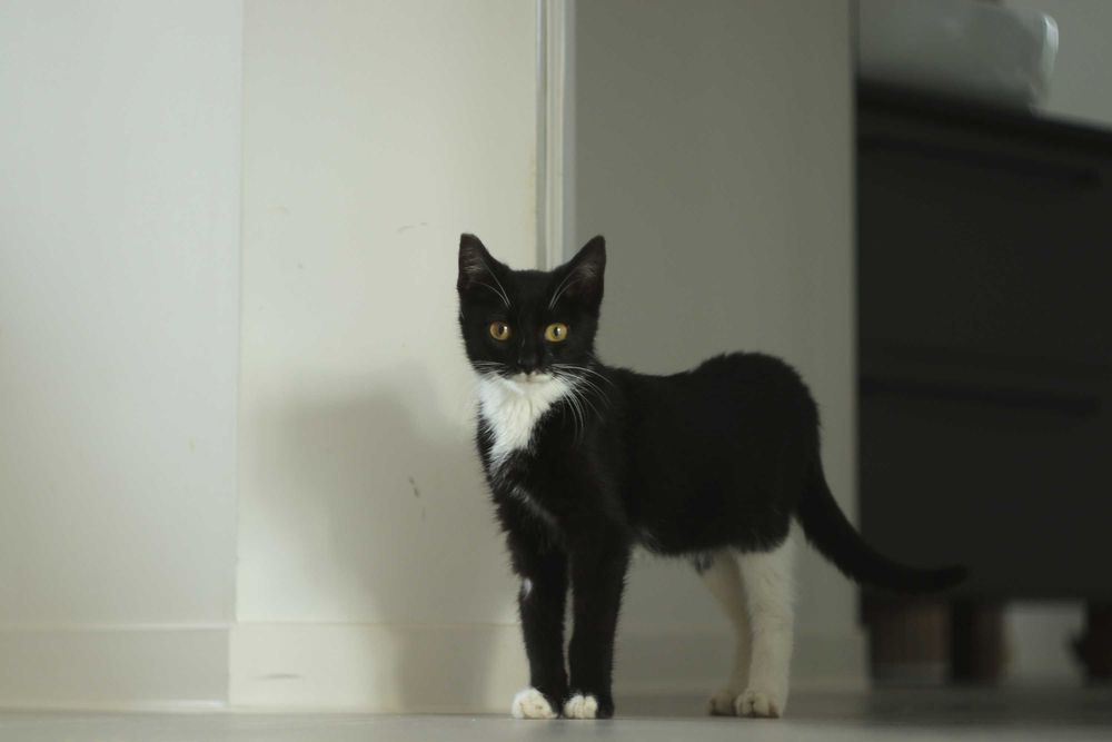 Czy nieśmiała Bajka znajdzie dom?