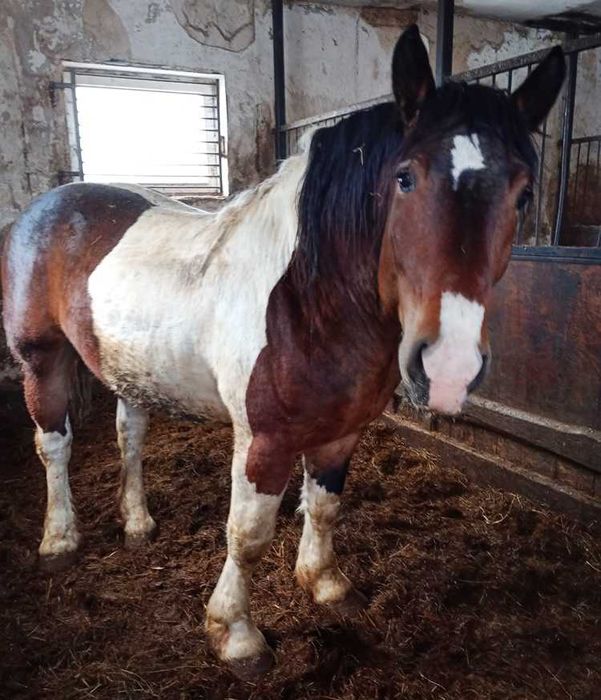 Ogier Zimnokrwisty SROKATY