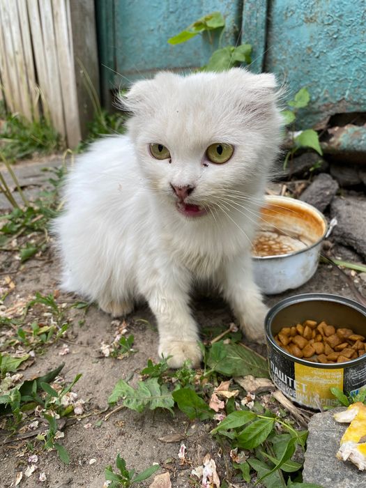 Кіт вислоухій білий, дівчинка лагідна