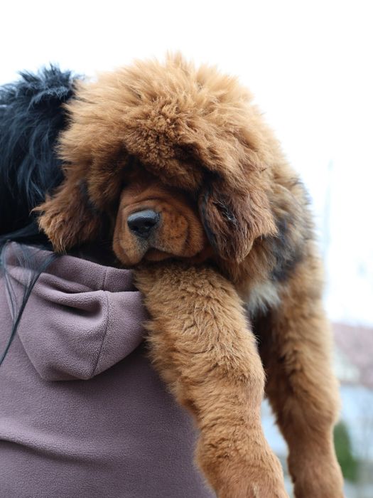 Тибетский Мастиф (мамкин кабачек) Дукс