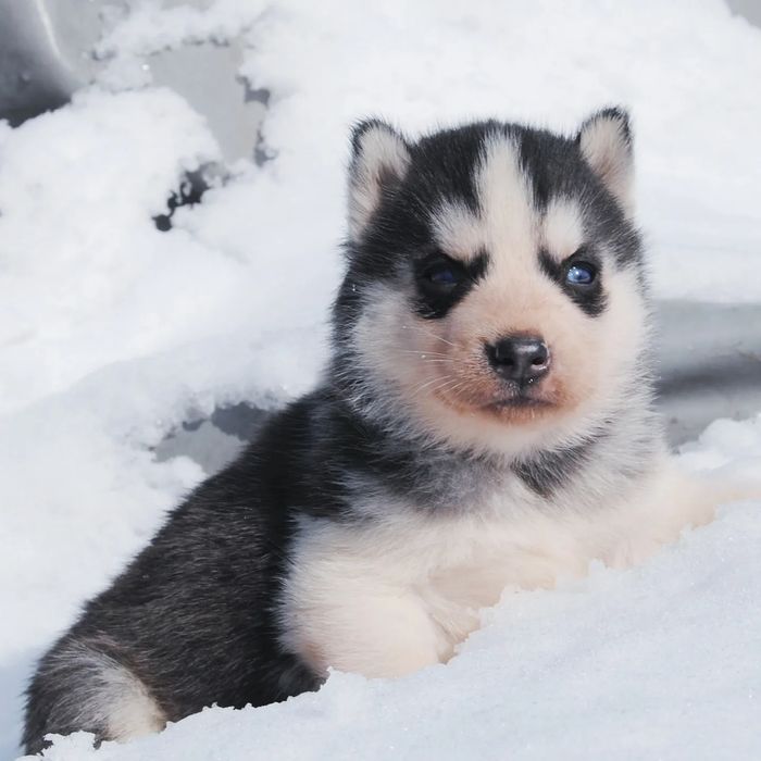 Малята ведмежата хасочки.