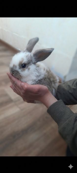 Продам кролика  есть  девочки и мальчики