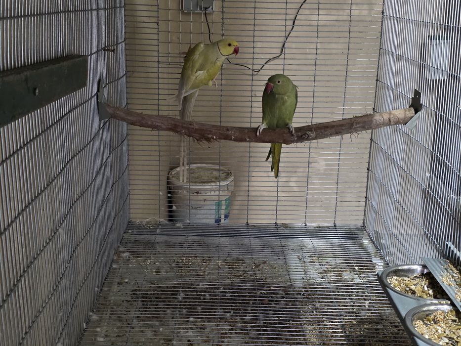 Casais de ringnecks adultos