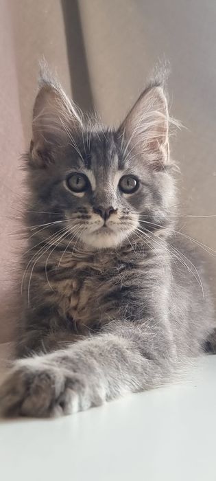 Gatinho Maine Coon