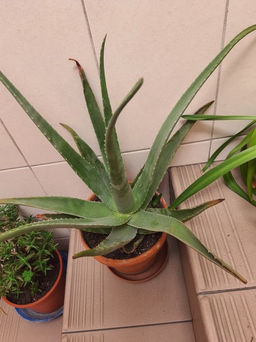 Plantas  com vaso a 8€ cada