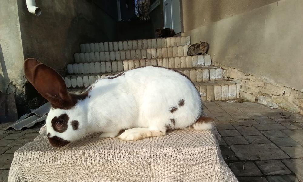 Кріличка породи Строкач Гавана вік 7 місяців вага 5,7