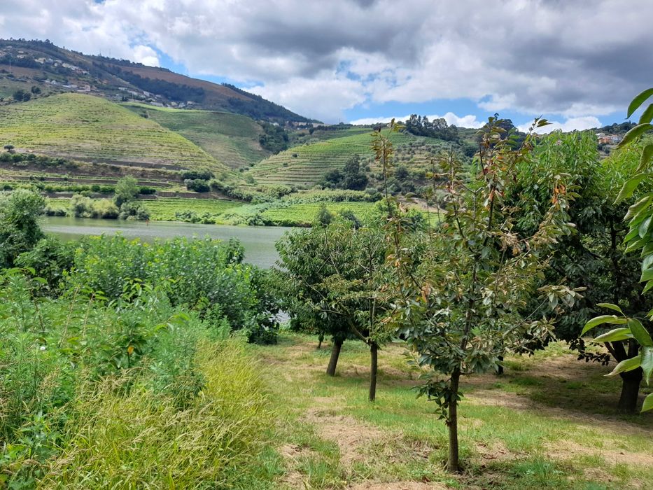 Terreno na margem do Douro com 120 cerejeiras, 1ªs cerejas da europa