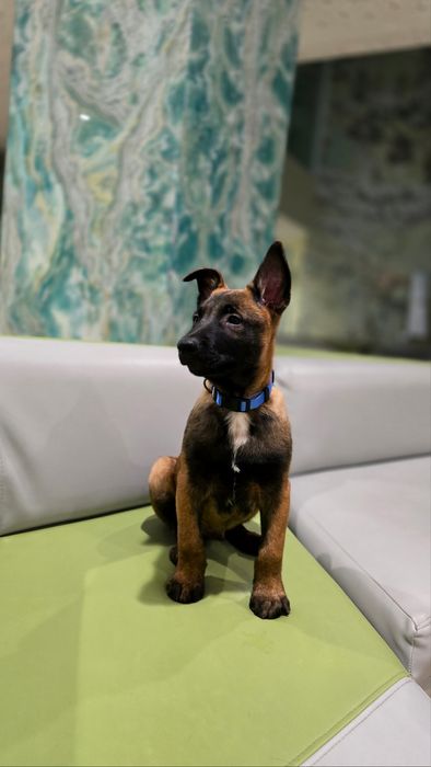 Цуценята Бельгійської вівчарки (діти Супер Гранд Чемпіона України))