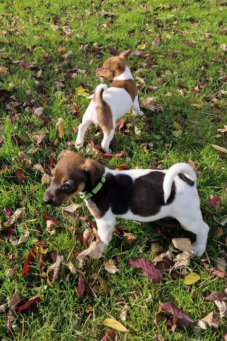 Pies jack russell terrier