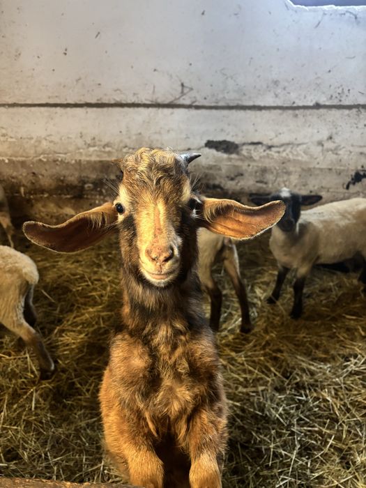 Sprzadam kozła rocznego