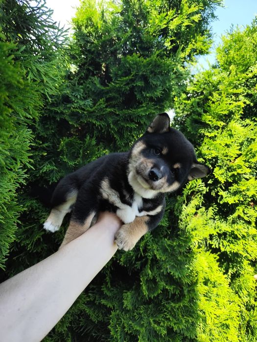 Shiba inu piesek