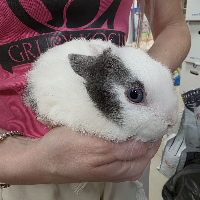 Królik karzełek w Gruby Kocur sklep zoologiczny
