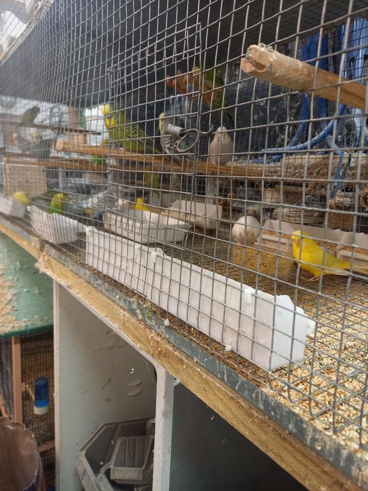 Piriquitos australianos e ingleses