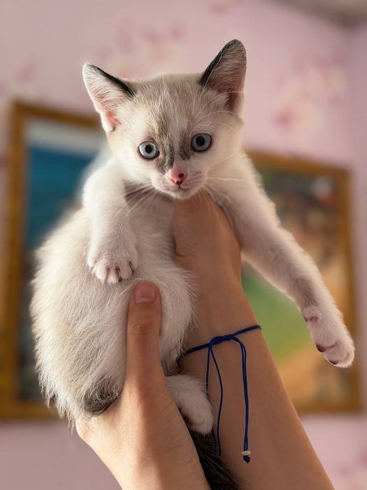 Кошенята в добрі руки