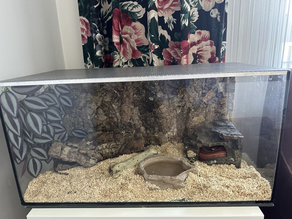 Wąż zbożowy + terrarium