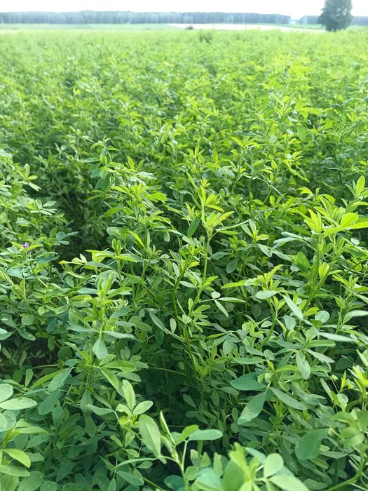 Sianikiszonka z lucerny bele 120