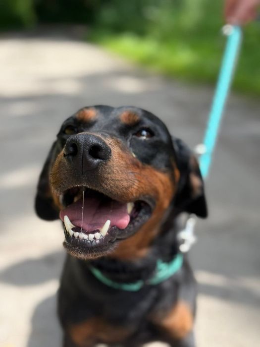 Zorza- urocza młoda suczka do adopcji