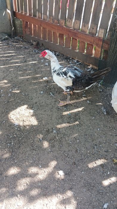 Pato grande vendo ou troco! Está em Peniche!