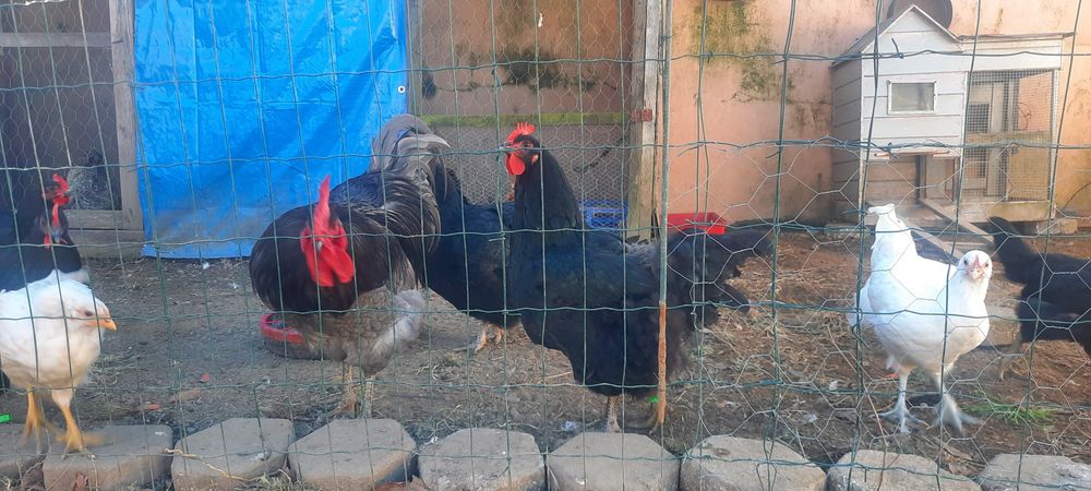 Ovos Galados Jersey Gigante Negro ou Azuis