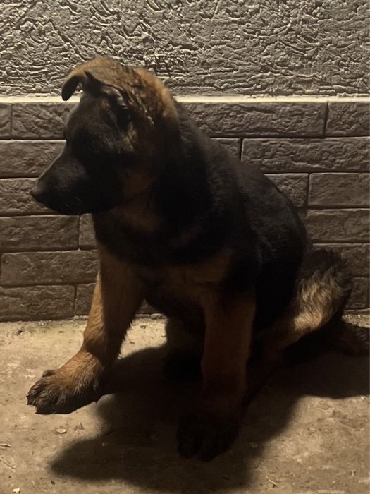 Німецька вівчарка