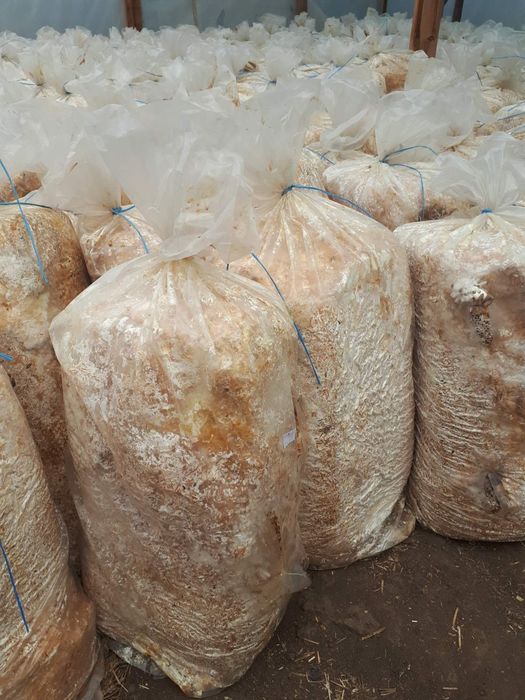 Грибнi блоки, добриво (грибные блоки, удобрение)