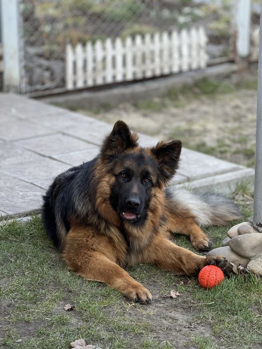 Кобель німецька вівчарка вʼязка