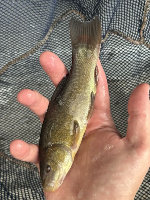 Amury narybek amura amur czysty staw ryby kroczek