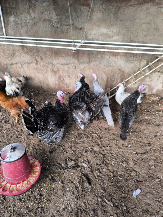 Vendo perus selvagens nascidos em 2025