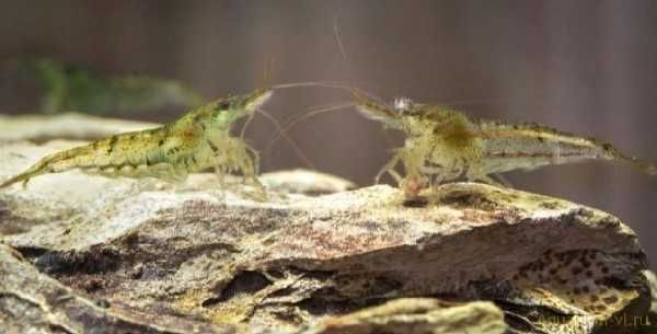 Аквариумные креветки красные синие прозрачные