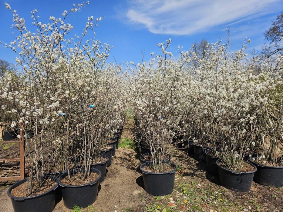 Świdośliwa Lamarcka (Amelanchier lamarckii)