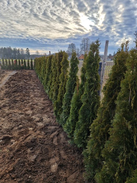 Tuje thuje  szmaragd 60-180 cm , brabant transport nasadzenia