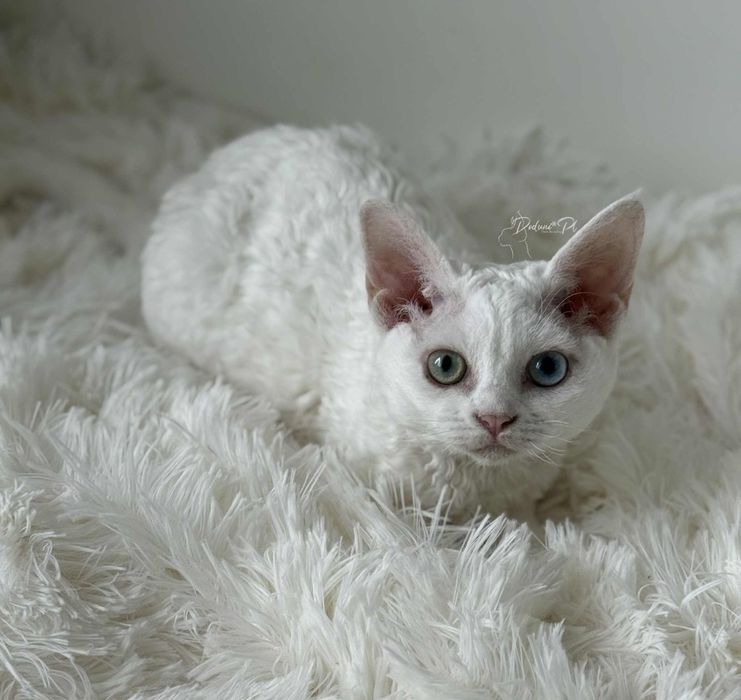 Kotka Devon Rex z paszportem heterochromia, różnooka, od