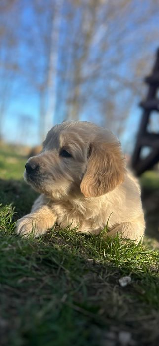 Golden retriever szczenieta z rodowodem