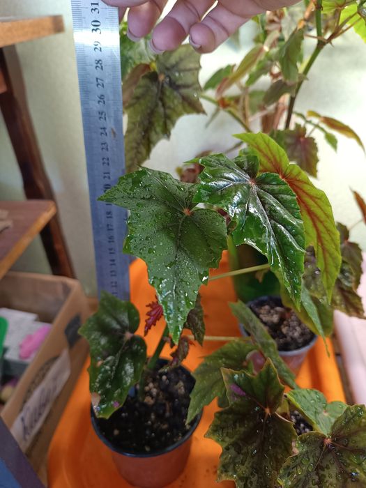 Бегонія «Lubbergei»